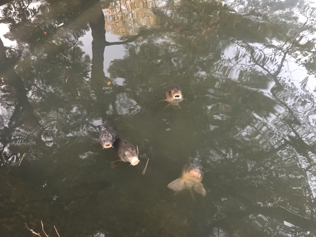 f:id:kurinikomi-hara:20171201173448j:plain f:id:kurinikomi-hara:20171201173448j:plain