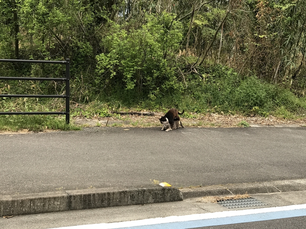 f:id:kurinikomi-hara:20190113014120j:plain