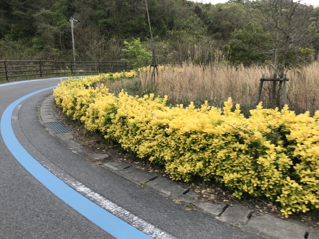 f:id:kurinikomi-hara:20190113014243j:plain