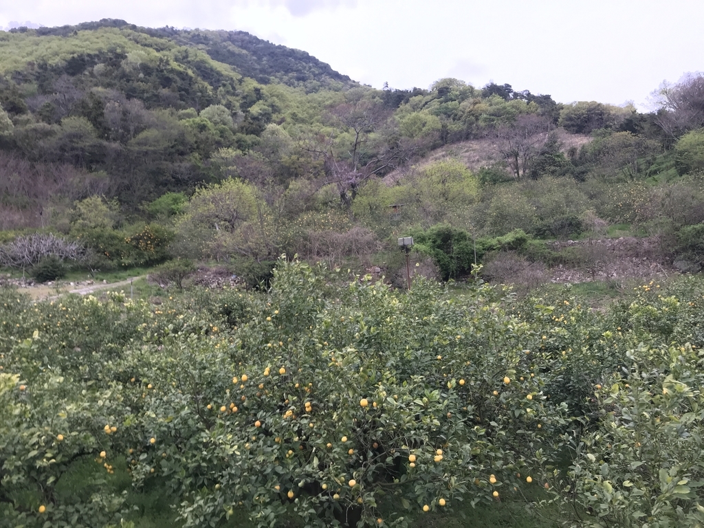 f:id:kurinikomi-hara:20190113014922j:plain