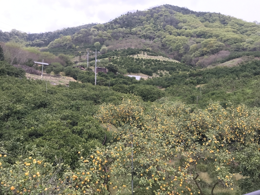 f:id:kurinikomi-hara:20190113014948j:plain