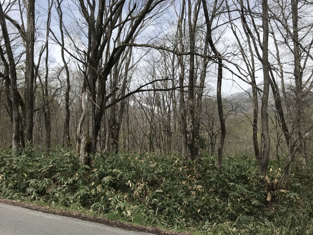 f:id:kurinikomi-hara:20190218154536j:plain