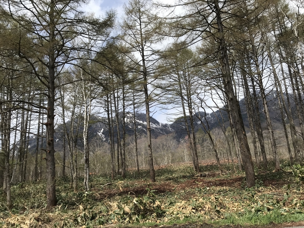 f:id:kurinikomi-hara:20190218154556j:plain