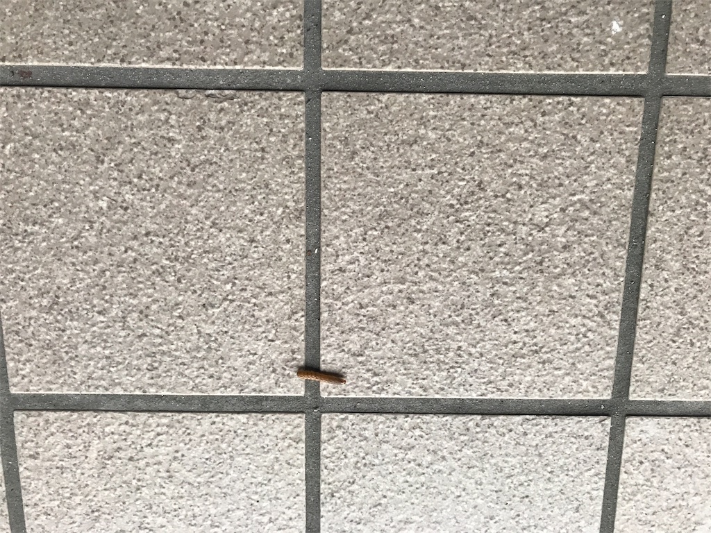 f:id:kurinikomi-hara:20191008133321j:image