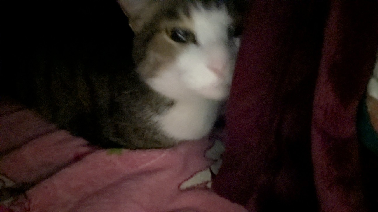 f:id:kurinmiya:20260115024227j:image