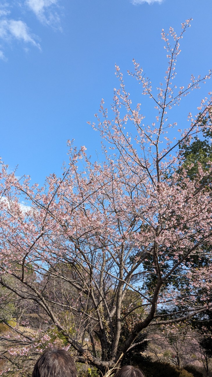 f:id:kurinmiya:20260316041928j:image f:id:kurinmiya:20260316041928j:image