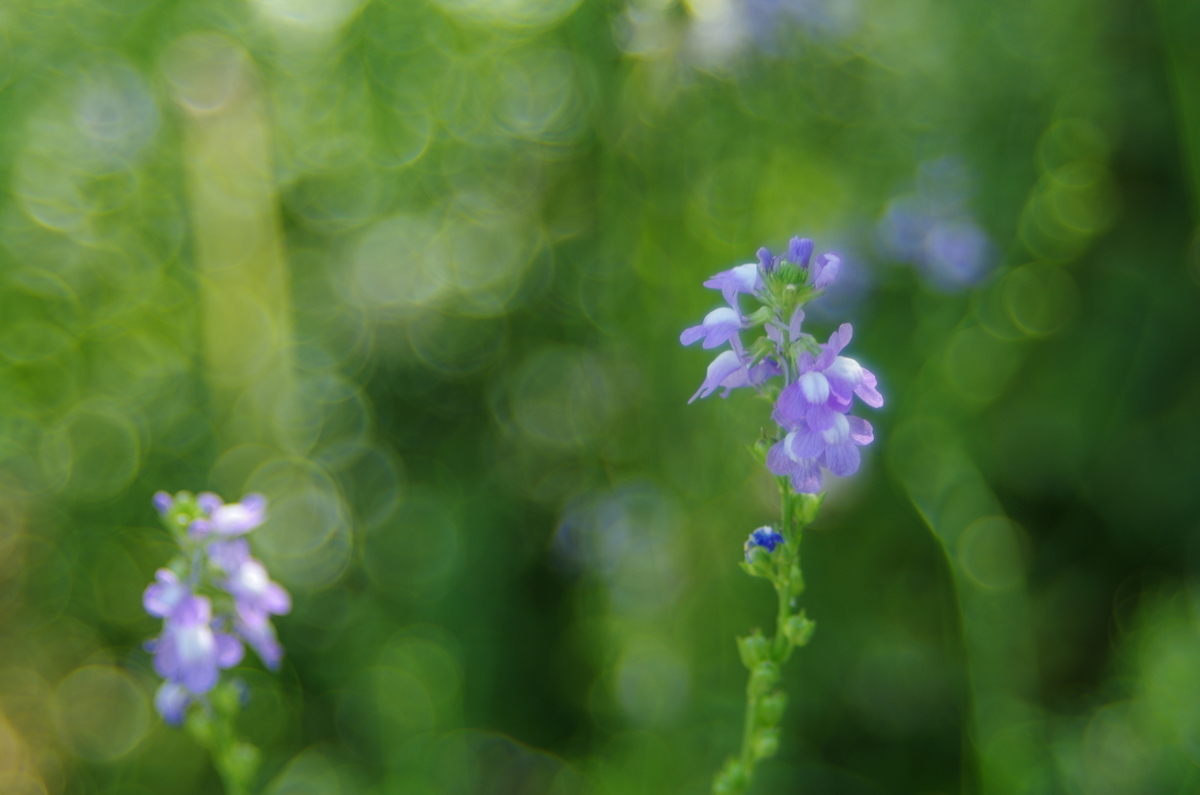 f:id:kuririnti:20190628201754j:plain f:id:kuririnti:20190628201754j:plain
