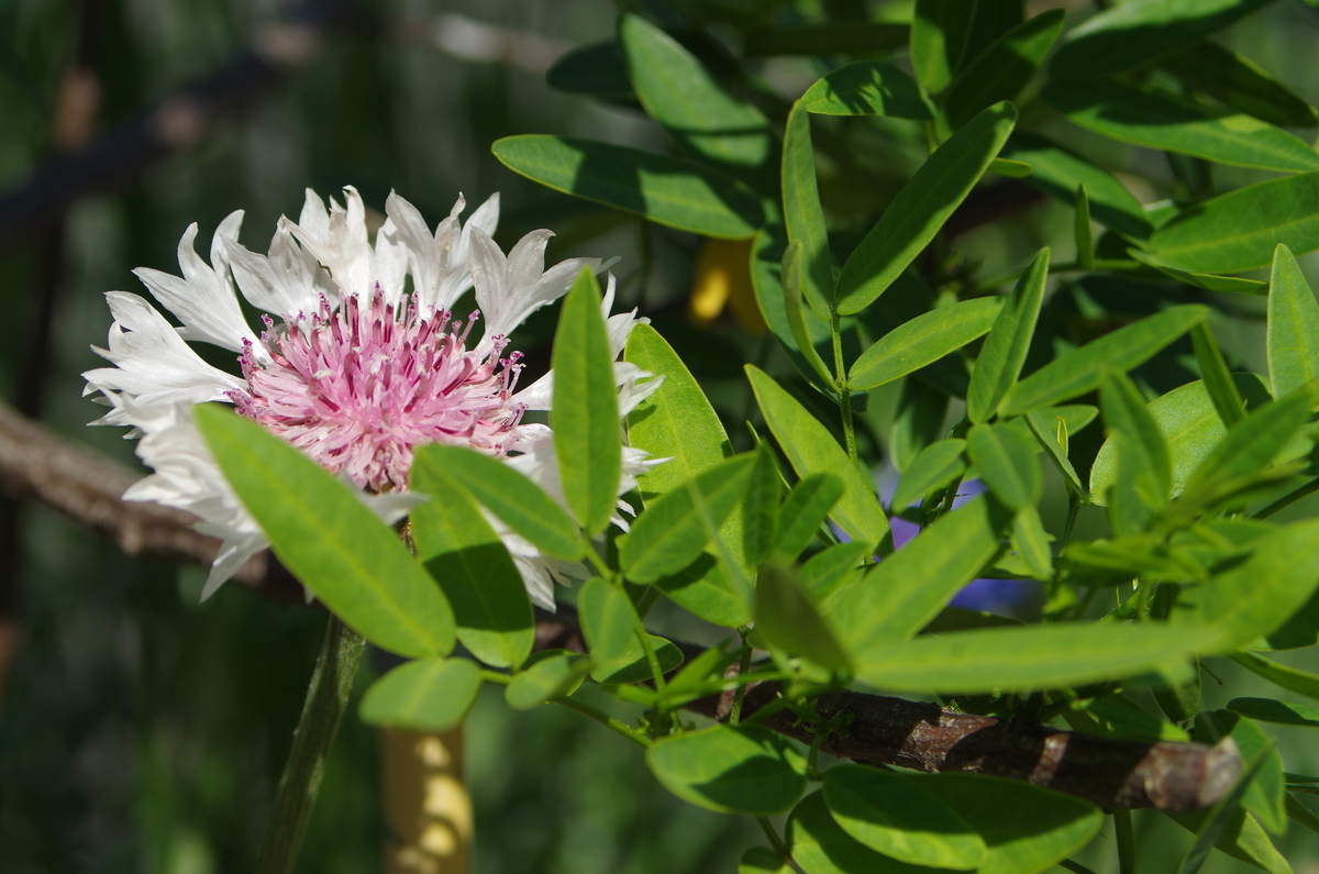 f:id:kuririnti:20190628201820j:plain f:id:kuririnti:20190628201820j:plain