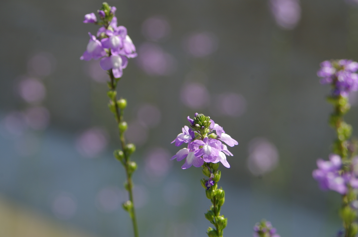 f:id:kuririnti:20190628201847j:plain f:id:kuririnti:20190628201847j:plain