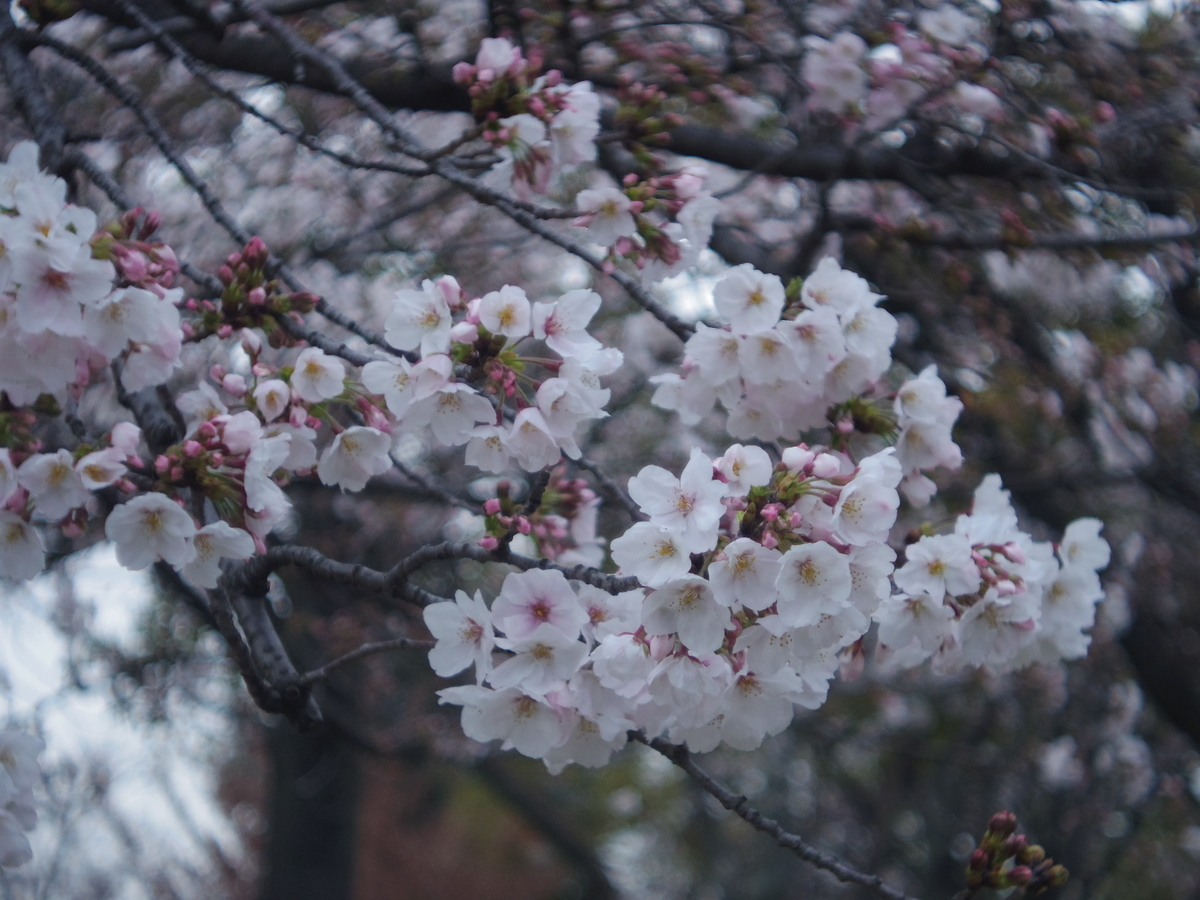 f:id:kuririnti:20200331230315j:plain