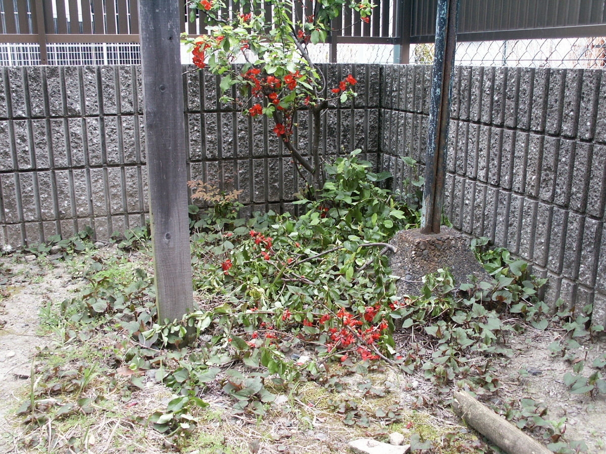 f:id:kuririnti:20200412183600j:plain