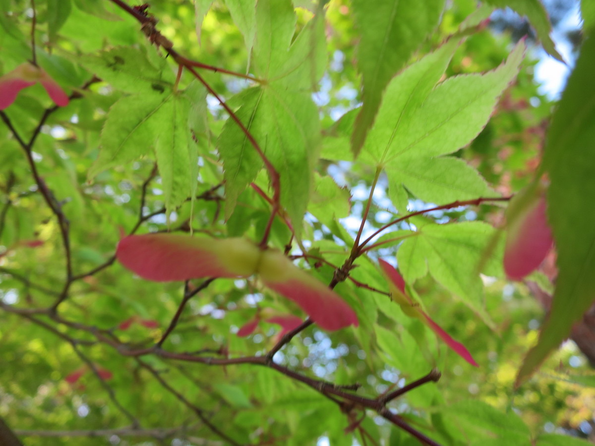 f:id:kurisu2:20190509162742j:plain f:id:kurisu2:20190509162742j:plain
