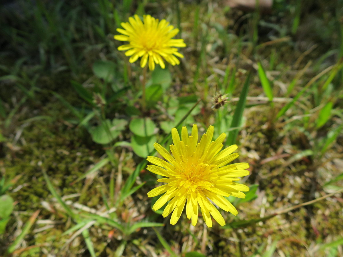 たんぽぽの花には花の風生れ 栗カメの散歩漫歩 たんぽぽの花には花の風生れ 栗カメの散歩漫歩