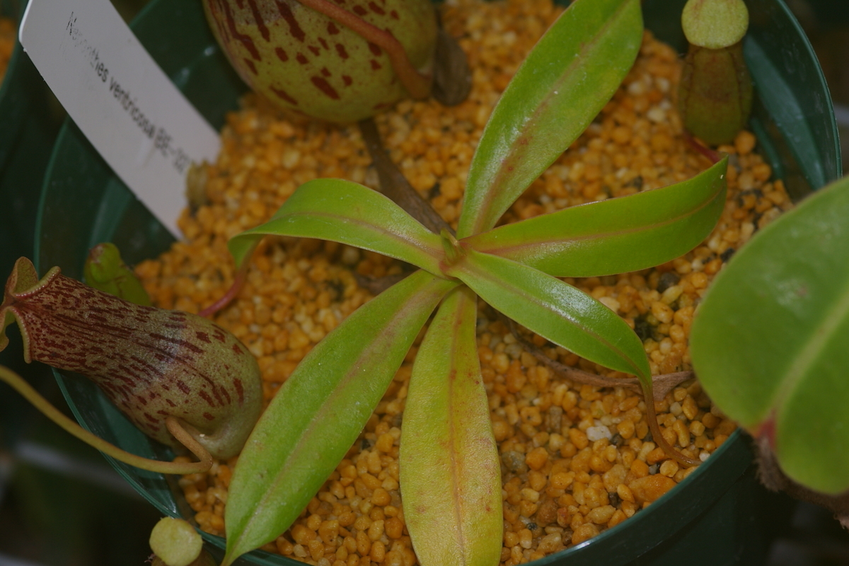 ネペンテスの馴化について Kuritainfoの日記