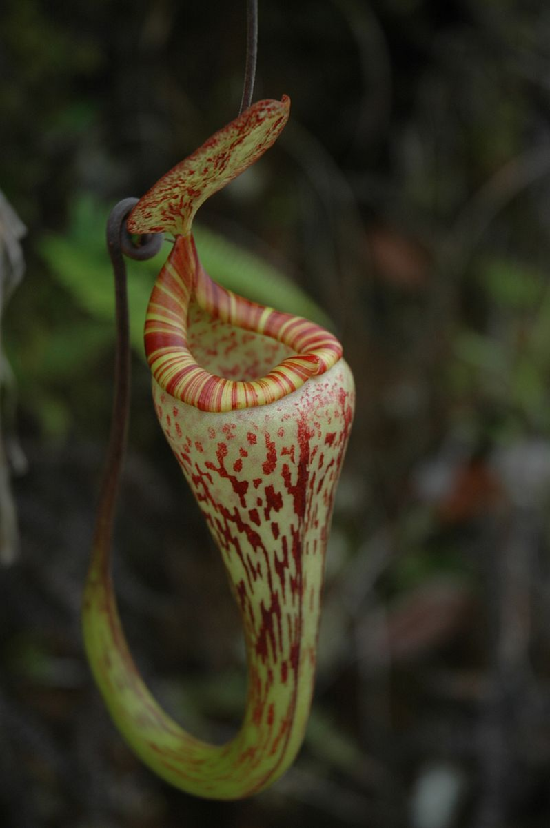 BE-3256 N. vogelii ウツボカズラ 食虫植物 ネペンテス