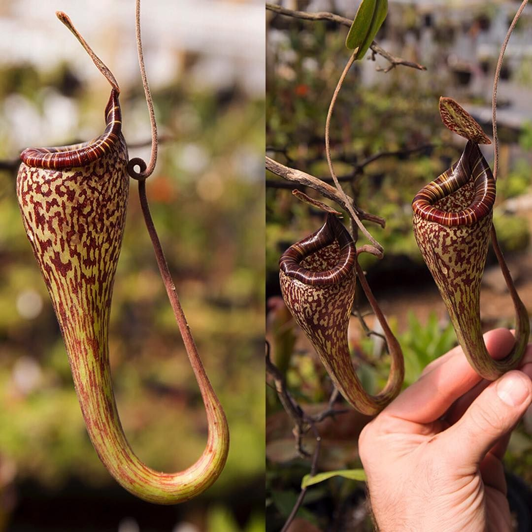 vogelii Nepenthes - ] ネペンテス・ボゲリー [ Wikipedia N
