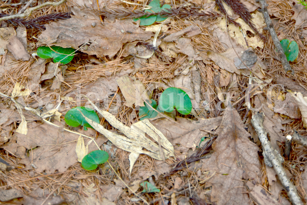 f:id:kuritasadao:20170420171731j:plain