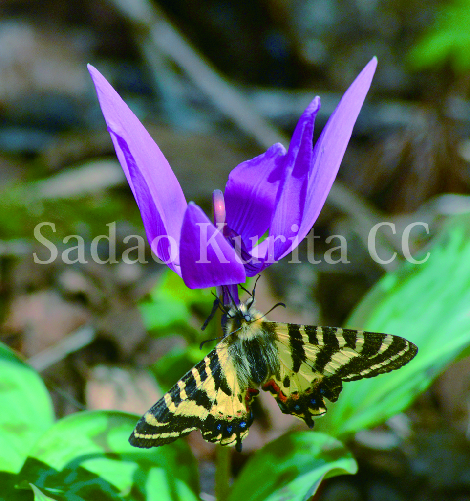 f:id:kuritasadao:20170420171806j:plain f:id:kuritasadao:20170420171806j:plain