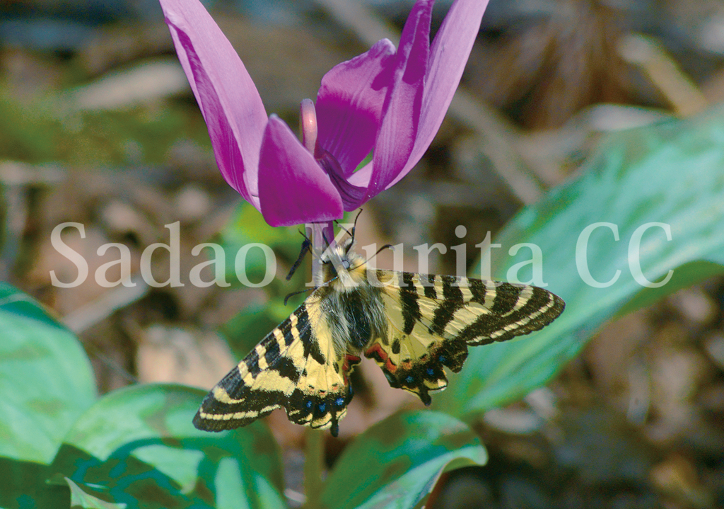 f:id:kuritasadao:20180226105539j:plain f:id:kuritasadao:20180226105539j:plain