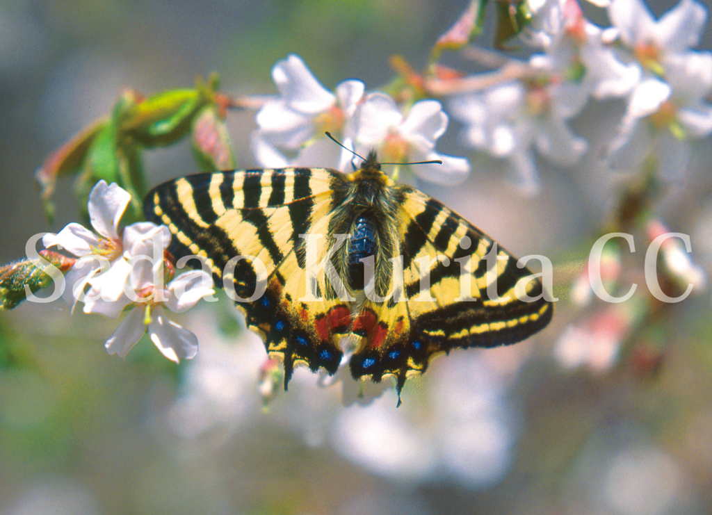 f:id:kuritasadao:20180226105615j:plain f:id:kuritasadao:20180226105615j:plain