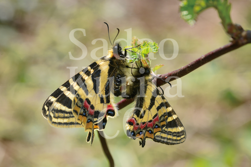 f:id:kuritasadao:20180418174607j:plain