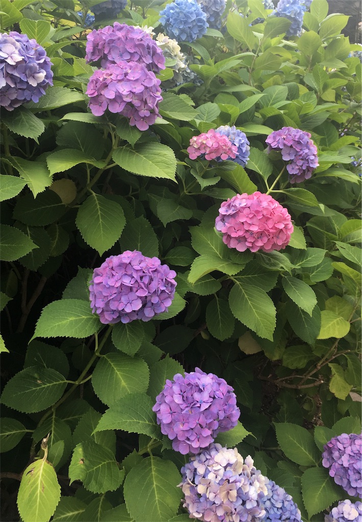 近所の紫陽花がグラデーションしている理由が分からなくて調べてみた くろやんの日記