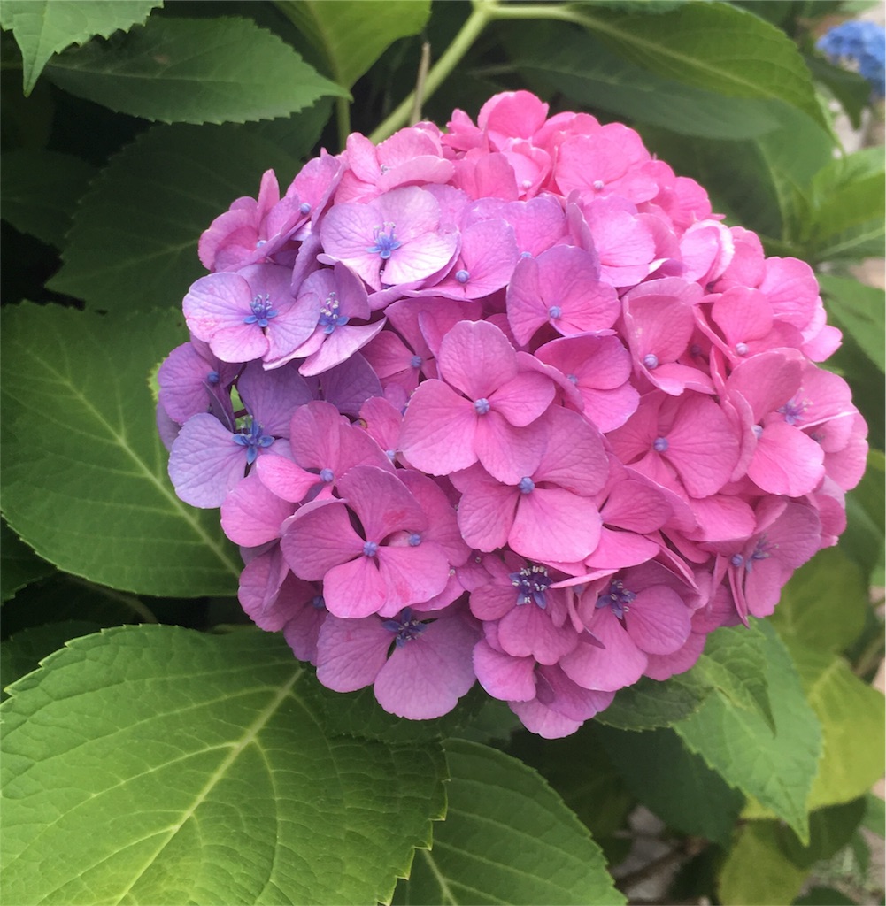 近所の紫陽花がグラデーションしている理由が分からなくて調べてみた くろやんの日記