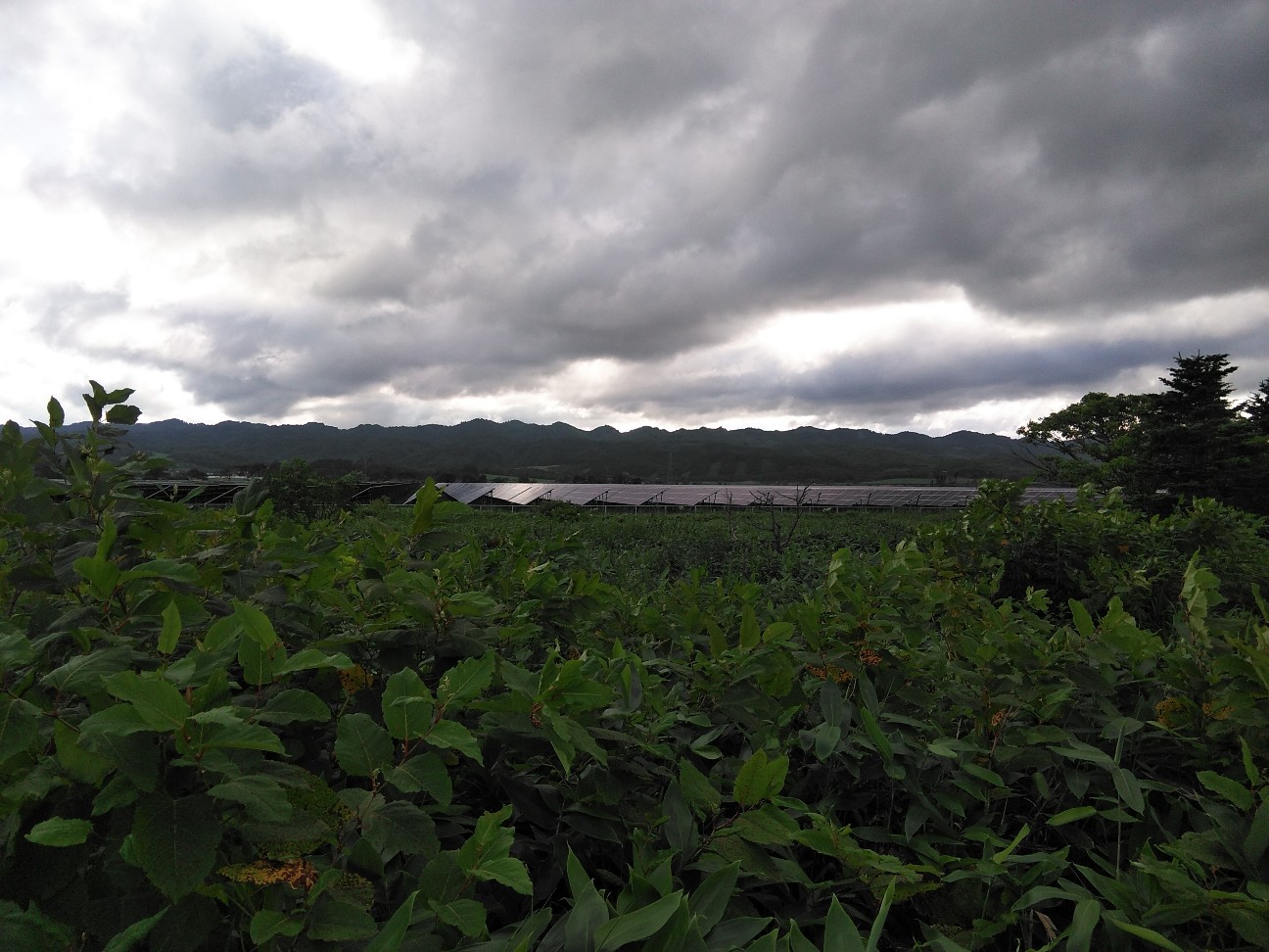 f:id:kuro1234567:20190727200532j:image