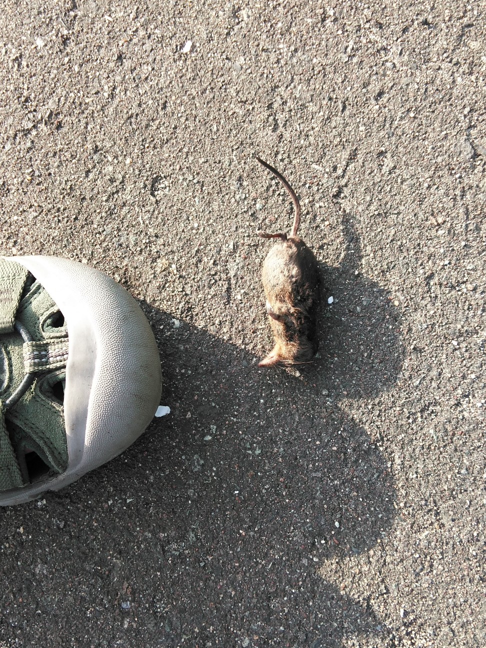 f:id:kuro1234567:20190728200245j:image