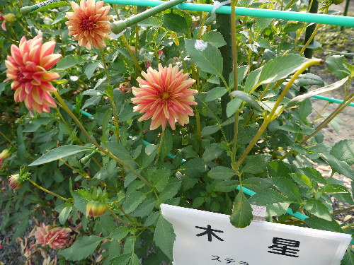 f:id:kuro1649:20111017231214j:image