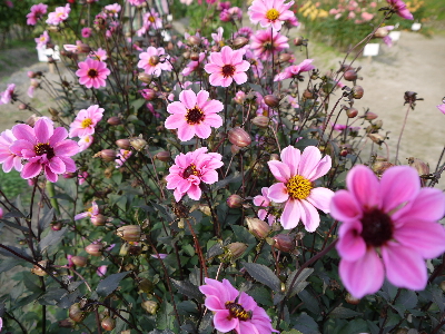 f:id:kuro1649:20111017234649j:image