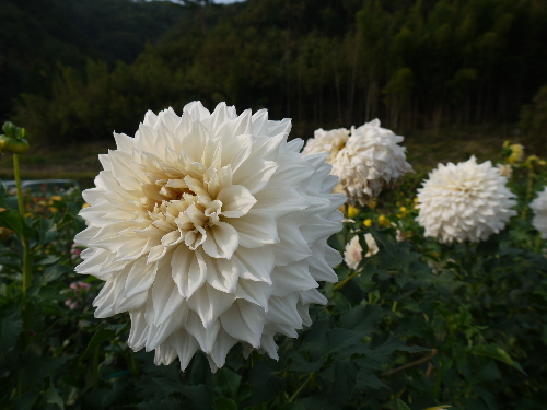 f:id:kuro1649:20111017234731j:image