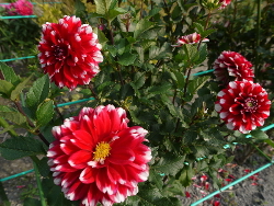 f:id:kuro1649:20111018001136j:image