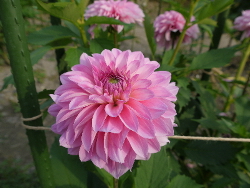 f:id:kuro1649:20111018001835j:image