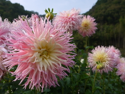 f:id:kuro1649:20111018001914j:image