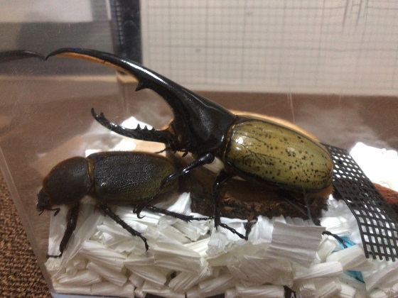 ヘラクレスオオカブトのペアリングに初挑戦！ - そつがないの