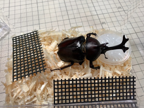 DDA デジタルノギス (ヘラノギス) クワガタ カブトムシ A様専用 【公式