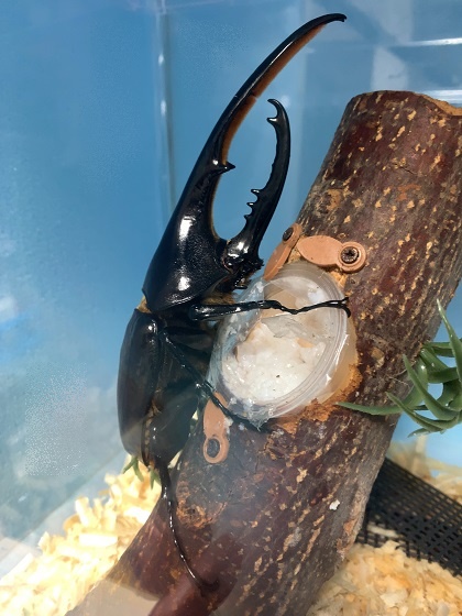 f:id:kuro1_dia:20190825143454j:plain