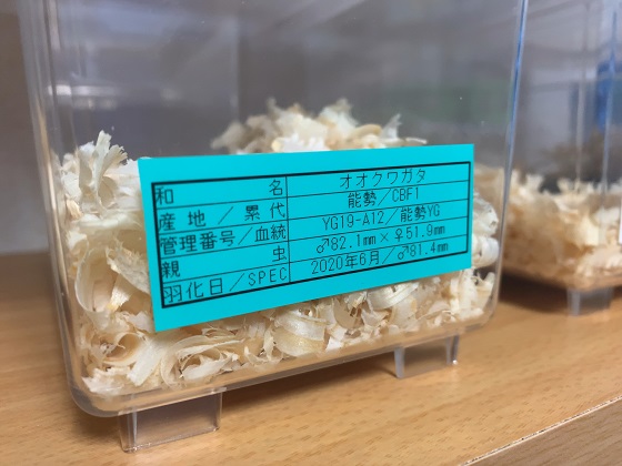成虫用の棚 管理ラベルについて そつがないのそつってなに 成虫用の棚 管理ラベルについて そつがないのそつってなに