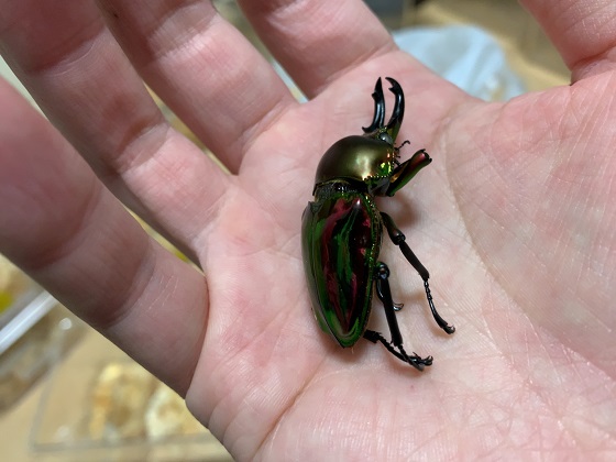 ニジイロクワガタは本当に丈夫な虫です。 - そつがないのそつってなに？