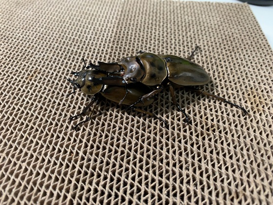 ババオウゴンオニクワガタの産卵に神長きのこ園さんのグリード