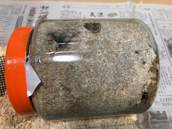 ババオウゴンオニクワガタの産卵に神長きのこ園さんのグリード