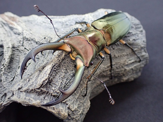 エフラフホソアカクワガタ 使用済みペア+産卵ケースセット