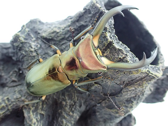 エフラフホソアカクワガタ 使用済みペア+産卵ケースセット エフラフホソアカクワガタ 使用済みペア+産卵ケースセット