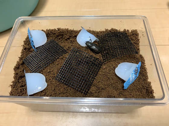 エフラフホソアカクワガタ 使用済みペア+産卵ケースセット