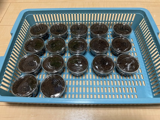 エフラフホソアカクワガタ 使用済みペア+産卵ケースセット