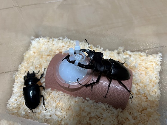 アクベシアヌスミヤマクワガタ ペア