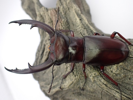 マンディブラリスフタマタ 赤マンディ ボルネオ サバ産 85.2♂単品 