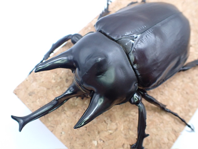 3年以上】レックスゾウカブトが羽化しました! - そつがないの 3年以上】レックスゾウカブトが羽化しました! - そつがないの