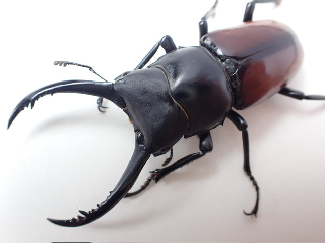 アローコクワssp.リエン ペア ♂67mm ♀37mm その1（飼育種